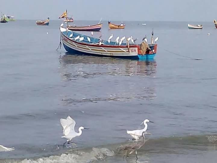 Sea Breeze